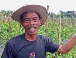 Gagal Panen, Petani Bungursari Minta Bantuan Obat Pembasmi Hama