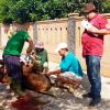 Monitor Penyembelihan, DKP3 Pastikan Hewan Kurban di Kota Tasik Bebas Penyakit