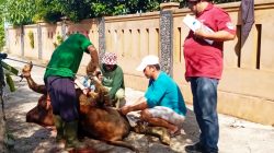 Monitor Penyembelihan, DKP3 Pastikan Hewan Kurban di Kota Tasik Bebas Penyakit
